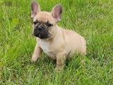 2 chiots Bouledogue Français mâles LOF disponibles à la réservation