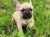 2 chiots Bouledogue Français mâles LOF disponibles à la réservation