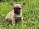 2 chiots Bouledogue Français mâles LOF disponibles à la réservation