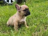 2 chiots Bouledogue Français mâles LOF disponibles à la réservation