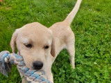 2 chiots femelles Labradors LOF à vendre