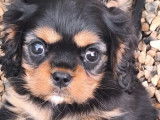 À vendre, 1 chiot femelle Cavaliers King Charles LOF