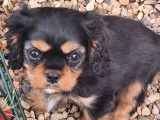 À vendre, 1 chiot femelle Cavaliers King Charles LOF