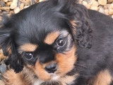 3 chiots Cavalier King Charles LOF à vendre