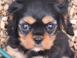 3 chiots Cavalier King Charles LOF à vendre