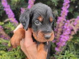 À réserver, 10 chiots Setters Gordon LOF