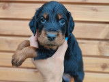 À réserver, 10 chiots Setters Gordon LOF