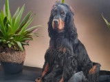 À réserver, 10 chiots Setters Gordon LOF