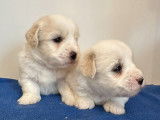 À réserver : 2 chiots Coton de Tuléar LOF