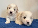 À réserver : 2 chiots Coton de Tuléar LOF