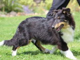 Un chiot mâle Berger des Shetland LOF à vendre