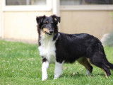 Un chiot mâle Berger des Shetland LOF à vendre