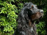 À vendre : un chien Setter Gordon LOF