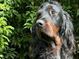 À vendre : un chien Setter Gordon LOF