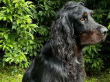 À vendre : un chien Setter Gordon LOF
