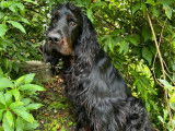 À vendre : un chien Setter Gordon LOF