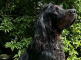À vendre : un chien Setter Gordon LOF
