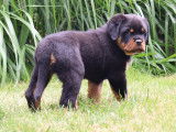 Un chiot femelle Rottweiler LOF &agrave; r&eacute;server