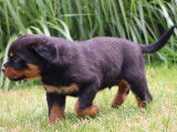 Un chiot femelle Rottweiler LOF &agrave; r&eacute;server