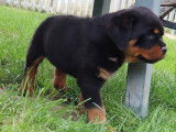 Un chiot femelle Rottweiler LOF &agrave; r&eacute;server