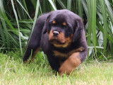 Un chiot femelle Rottweiler LOF &agrave; r&eacute;server