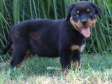 1chiot Mâle Rottweiler LOF disponible