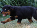 1chiot Mâle Rottweiler LOF disponible