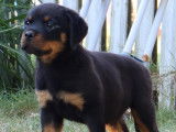 1chiot Mâle Rottweiler LOF disponible