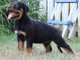 1chiot Mâle Rottweiler LOF disponible