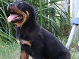 1chiot Mâle Rottweiler LOF disponible