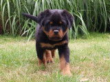 À réserver : 1 chiot mâle Rottweiler LOF