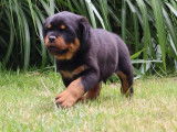 À réserver : 1 chiot mâle Rottweiler LOF