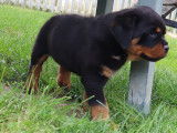 À réserver : 1 chiot mâle Rottweiler LOF