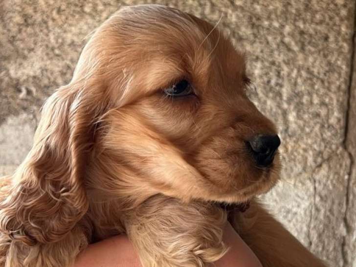 À réserver 2 chiots Cockers Anglais fauves mâles LOF