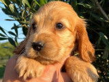 À réserver 2 chiots Cockers Anglais fauves mâles LOF