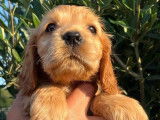 À réserver 2 chiots Cockers Anglais fauves mâles LOF