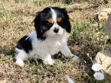 &Agrave; vendre 3 chiots Cavaliers King Charles femelles LOF