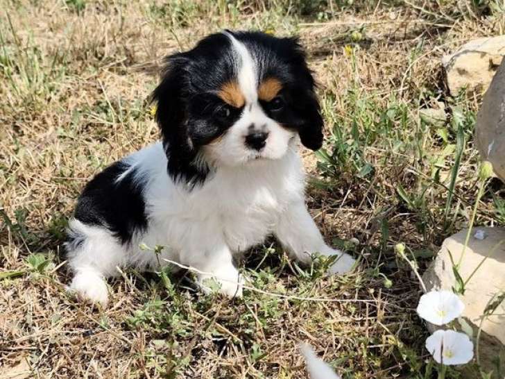 À vendre 3 chiots Cavaliers King Charles femelles LOF