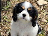 &Agrave; vendre 3 chiots Cavaliers King Charles femelles LOF