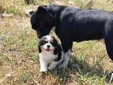 &Agrave; vendre 3 chiots Cavaliers King Charles femelles LOF