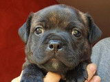 1 chiot femelle Staffordshire Bull Terrier LOF &agrave; r&eacute;server