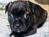 1 chiot femelle Staffordshire Bull Terrier LOF &agrave; r&eacute;server