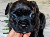 1 chiot femelle Staffordshire Bull Terrier LOF &agrave; r&eacute;server