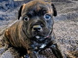 1 chiot femelle Staffordshire Bull Terrier LOF &agrave; r&eacute;server