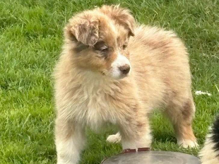 2 chiots femelles Bergers Australiens rouge merle LOF disponibles à la vente