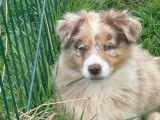 2 chiots femelles Bergers Australiens rouge merle LOF disponibles &agrave; la vente