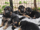 Adorables chiots Berger Allemand LOF à poil court à vendre