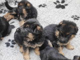 Adorables chiots Berger Allemand LOF à poil court à vendre