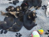 Adorables chiots Berger Allemand LOF à poil court à vendre