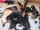 Adorables chiots Berger Allemand LOF à poil court à vendre